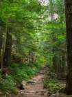 Washington State-Central Cascades-Granite Mountain trail Art Print